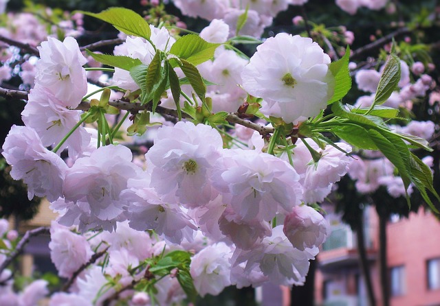 Free download yae sakura flowers light pink free picture to be edited with GIMP free online image editor