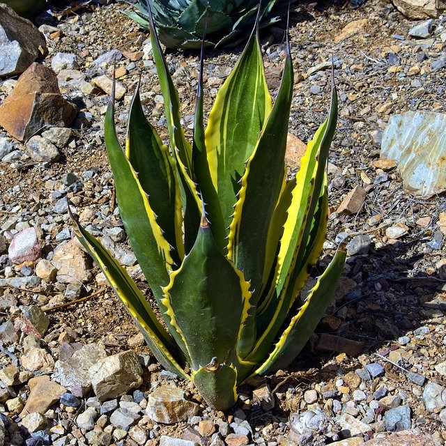 Free download Yellow And Green Agave -  free photo or picture to be edited with GIMP online image editor