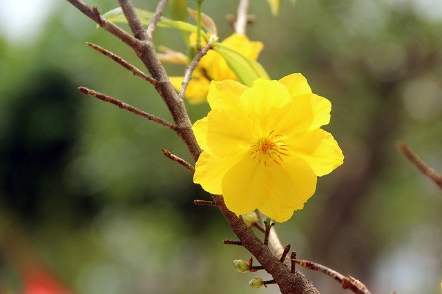 Free download Yellow Apricot Blossoms Flower -  free photo or picture to be edited with GIMP online image editor