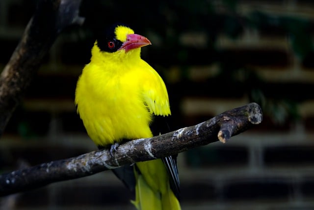 Free download yellow bird bird wild animal avian free picture to be edited with GIMP free online image editor