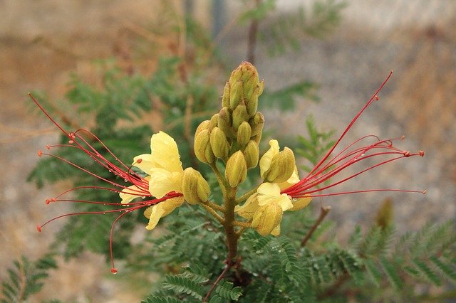 Free download Yellow Bird Of Paradise Southwest -  free photo or picture to be edited with GIMP online image editor