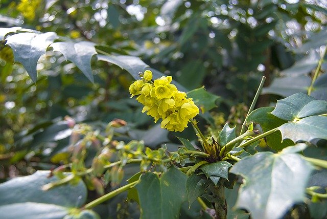 Free download Yellow Blossom Bloom -  free photo or picture to be edited with GIMP online image editor