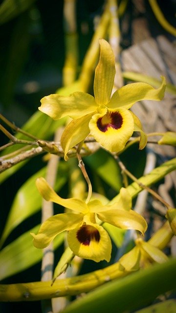 Free download Yellow Chan Orchid -  free photo or picture to be edited with GIMP online image editor