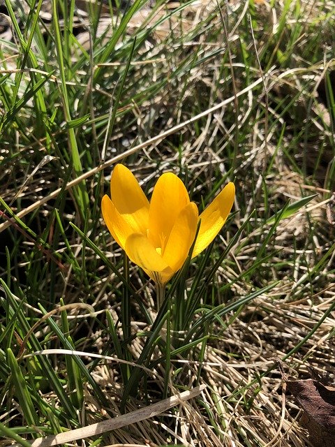 Free download Yellow Crocus Spring -  free photo or picture to be edited with GIMP online image editor