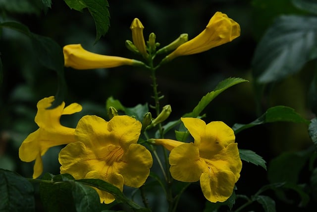 Free download yellow elder flowers plant free picture to be edited with GIMP free online image editor