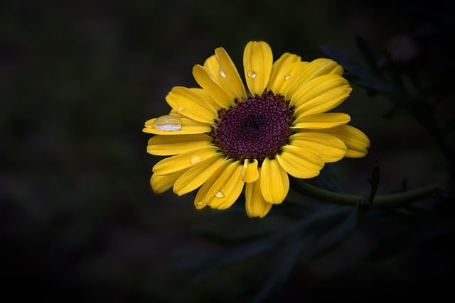 Free download yellow flower botany nature petal free picture to be edited with GIMP free online image editor