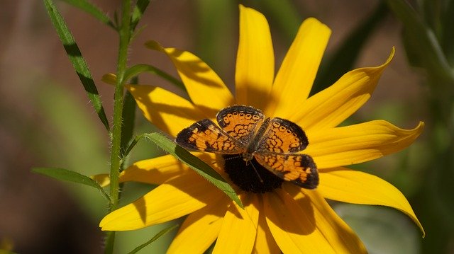 Free download Yellow Flower Butterfly -  free photo or picture to be edited with GIMP online image editor