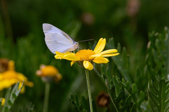 Free download yellow flower butterfly pollination free picture to be edited with GIMP free online image editor