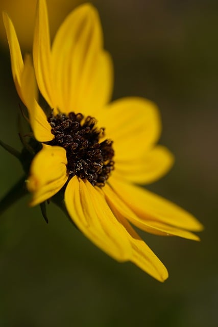 Free download yellow flower flower bloom macro free picture to be edited with GIMP free online image editor