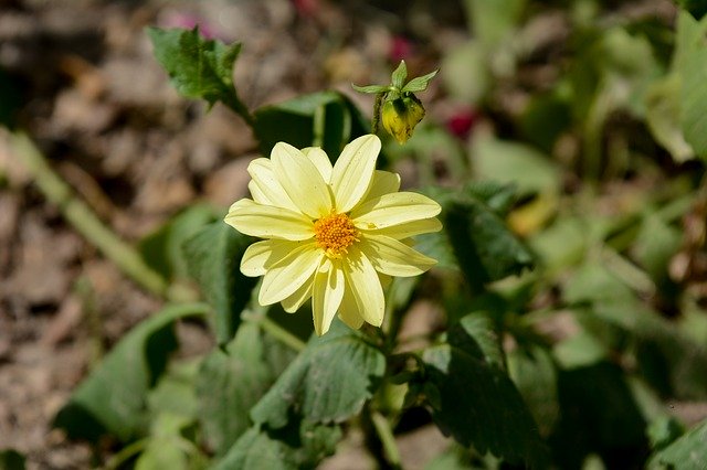 Free download Yellow Flower Flowers Flora -  free photo or picture to be edited with GIMP online image editor