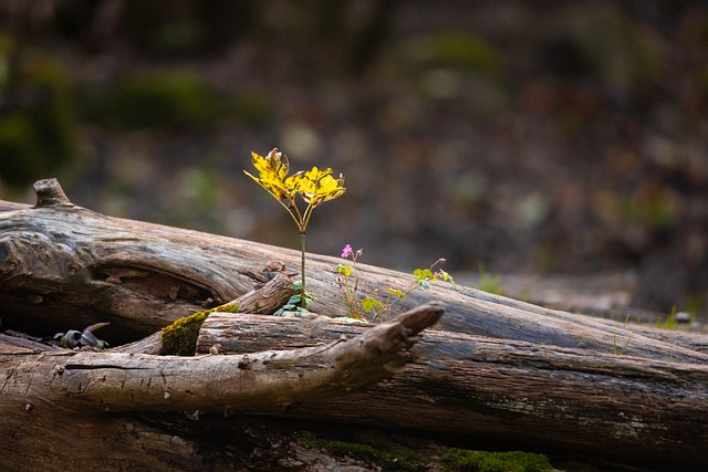 Free download yellow flower nature forest woods free picture to be edited with GIMP free online image editor