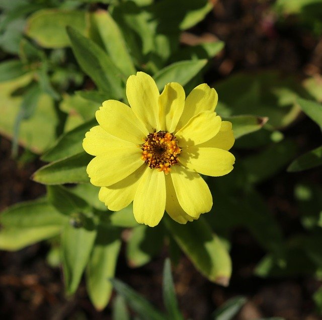 Free download Yellow Flower Petals Plant Nature -  free photo or picture to be edited with GIMP online image editor