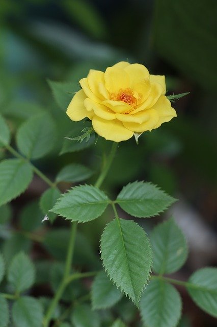 Free download Yellow Flower Rose Leave -  free photo or picture to be edited with GIMP online image editor