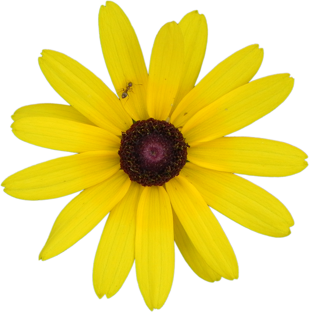 Free download Yellow Flower Rudbeckia -  free photo or picture to be edited with GIMP online image editor