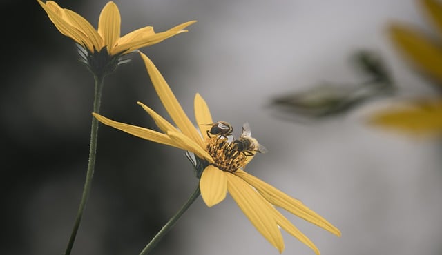 Free download yellow flowers bee tickseed free picture to be edited with GIMP free online image editor