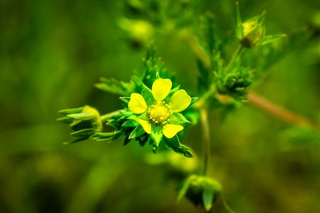 Free download Yellow Flowers Light Spring -  free photo or picture to be edited with GIMP online image editor