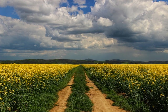 Free download yellow flowers oilseed rape free picture to be edited with GIMP free online image editor