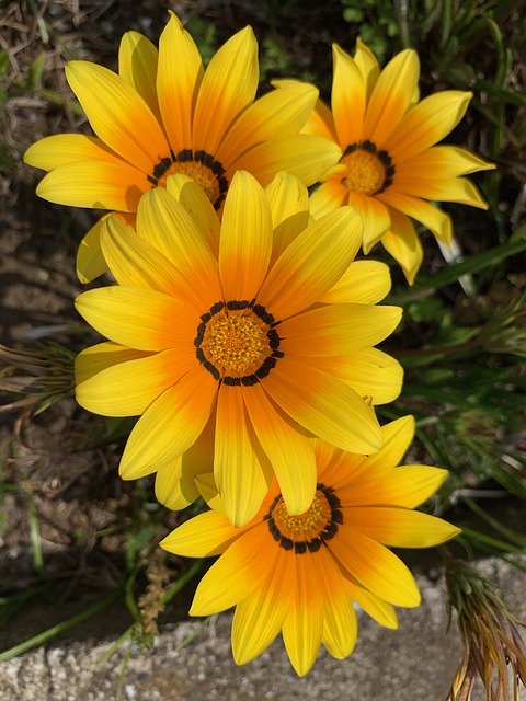 Free download Yellow Flowers Roadside -  free photo or picture to be edited with GIMP online image editor