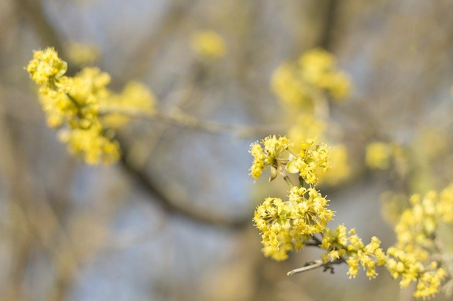 Free download Yellow Flowers Spring -  free photo or picture to be edited with GIMP online image editor