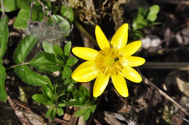 Free download Yellow Flower Star Spring Forest -  free photo or picture to be edited with GIMP online image editor