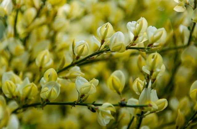 Free download yellow flowers tree blossom spring free picture to be edited with GIMP free online image editor