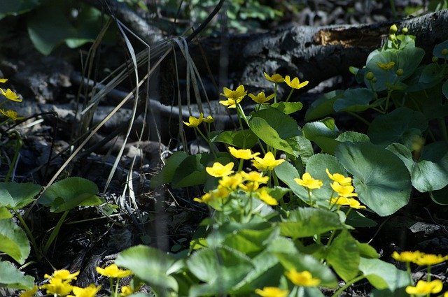 Free download Yellow Flower Under Wood -  free free photo or picture to be edited with GIMP online image editor