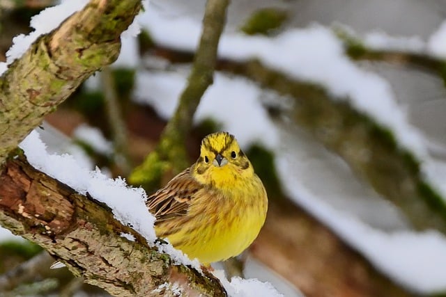 Free download yellowhammer winter songbird forest free picture to be edited with GIMP free online image editor