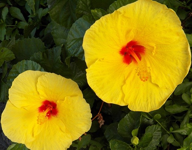 Free download Yellow Hawaiian Hibiscus Flowers -  free photo or picture to be edited with GIMP online image editor