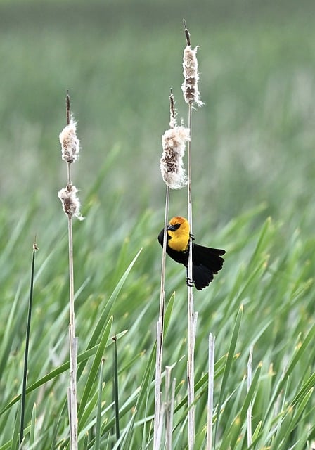 Free download yellow headed blackbird bird animal free picture to be edited with GIMP free online image editor