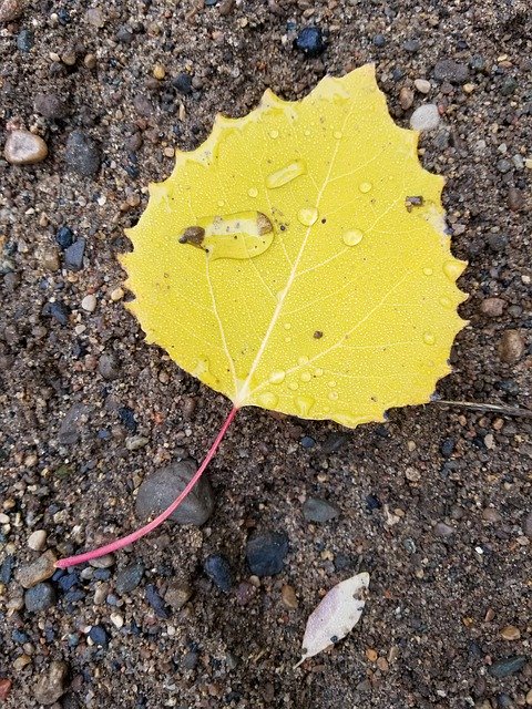 Free download Yellow Leaf Birch -  free photo or picture to be edited with GIMP online image editor