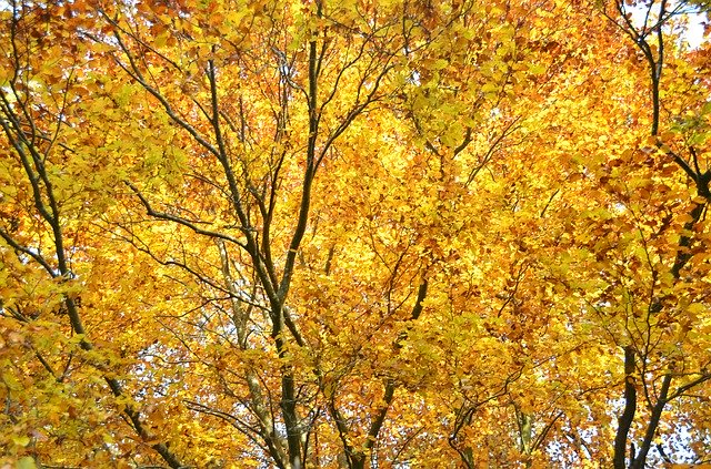 Free download Yellow Leaves Autumn -  free photo or picture to be edited with GIMP online image editor