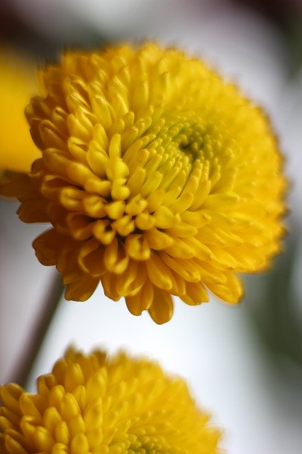 Free download Yellow Mum Bloom -  free photo or picture to be edited with GIMP online image editor