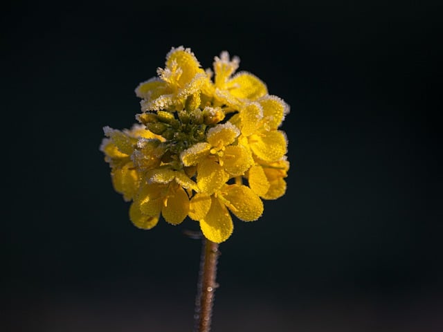 Free download yellow nature flower colorful free picture to be edited with GIMP free online image editor