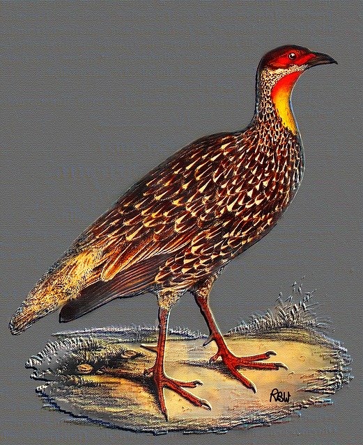 Free download Yellow-Necked Spur Fowl Wall Art -  free illustration to be edited with GIMP free online image editor