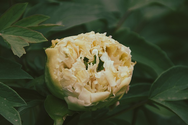 Free download yellow peony yellow flower peony free picture to be edited with GIMP free online image editor