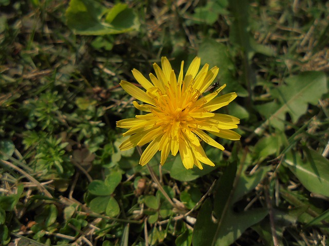 Free download yellow plant pu gongcao dandelion free picture to be edited with GIMP free online image editor