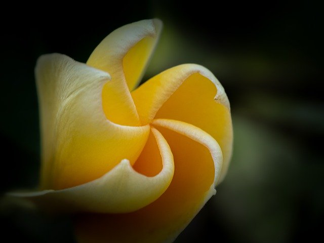 Free download Yellow Plumeria Flower -  free photo or picture to be edited with GIMP online image editor