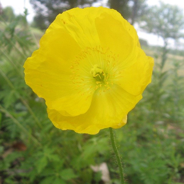 Free download Yellow Poppy Flower -  free photo or picture to be edited with GIMP online image editor