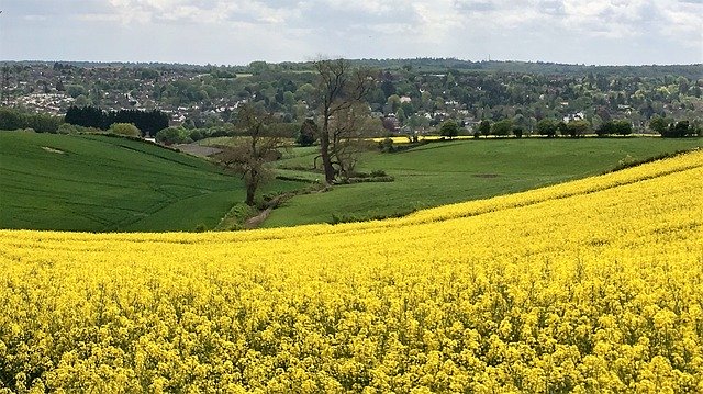 Free download Yellow Rapeseed Rural -  free photo or picture to be edited with GIMP online image editor