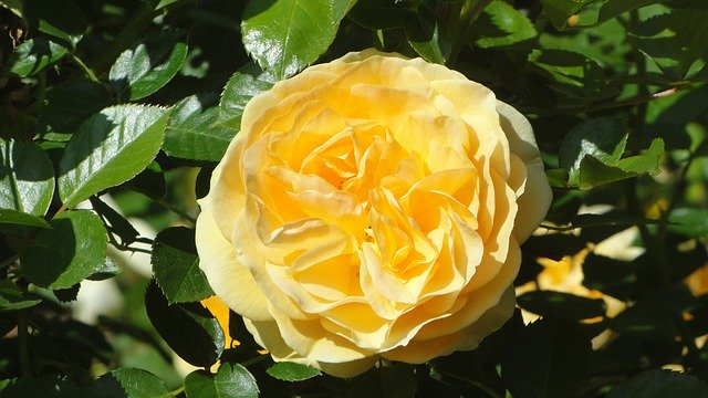 Free download Yellow Rose -  free photo or picture to be edited with GIMP online image editor