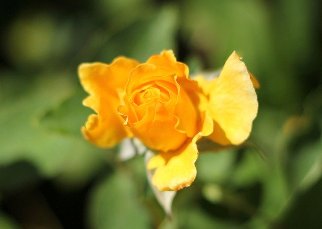 Free download Yellow Rose Garden Botanic -  free illustration to be edited with GIMP free online image editor