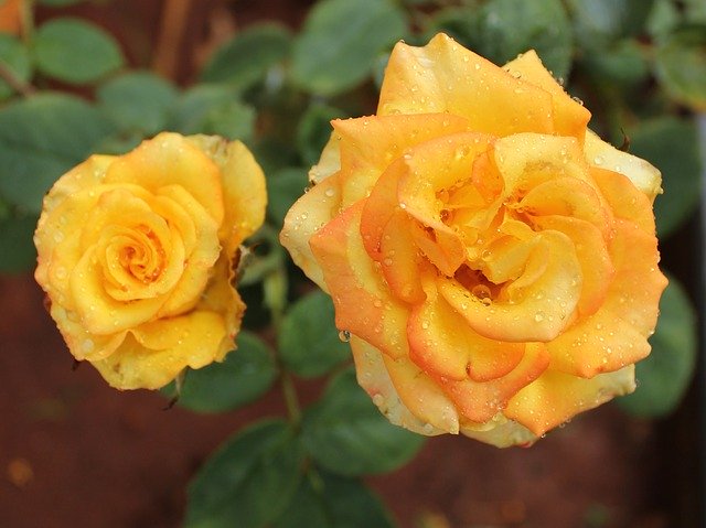 Free download Yellow Roses Flowers -  free photo or picture to be edited with GIMP online image editor