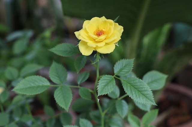 Free download Yellow Rose Three Tree -  free photo or picture to be edited with GIMP online image editor