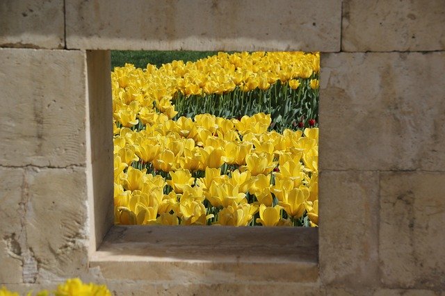 Free download Yellow Tulips -  free photo or picture to be edited with GIMP online image editor