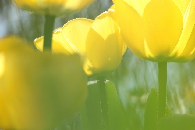 Free download Yellow Tulips Blur Tulip Bed -  free photo or picture to be edited with GIMP online image editor