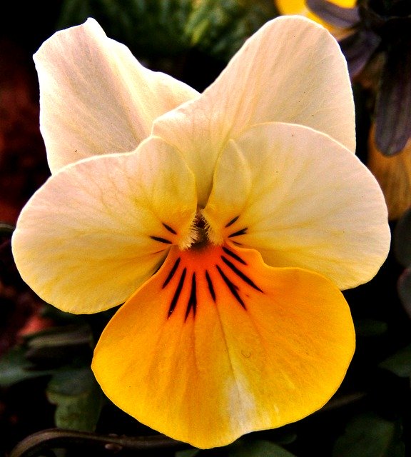 Free download Yellow White Pansy -  free photo or picture to be edited with GIMP online image editor