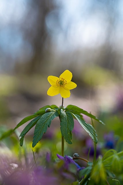 Free download yellow wood anemone anemone flower free picture to be edited with GIMP free online image editor