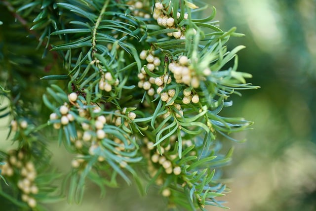 Free download yew english yew taxus baccata free picture to be edited with GIMP free online image editor