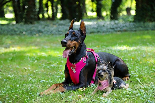 Free download yorkie doberman dogs they are nice free picture to be edited with GIMP free online image editor