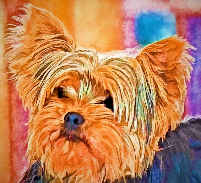 Free download Yorkshire Terrier Dog -  free photo or picture to be edited with GIMP online image editor